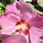 FLEURS